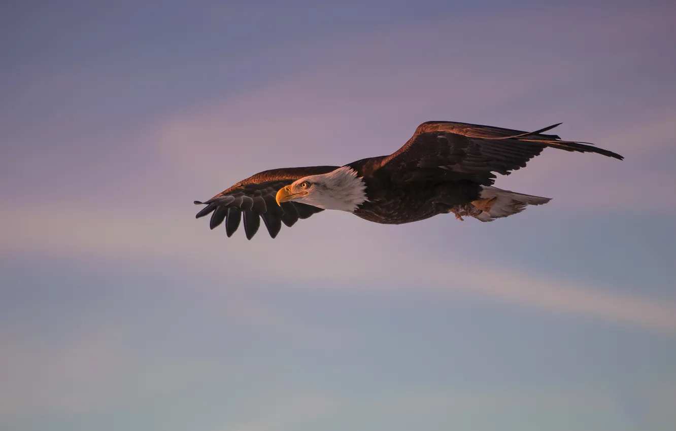 Фото обои небо, полет, закат, птица, белоголовый орлан, размах крыльев