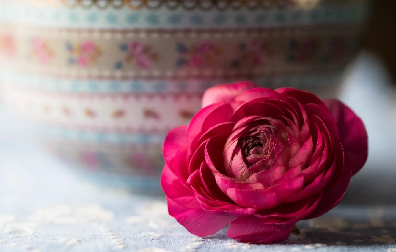 Фото обои Цветок, Бутон, Розовый, Ранункулюс