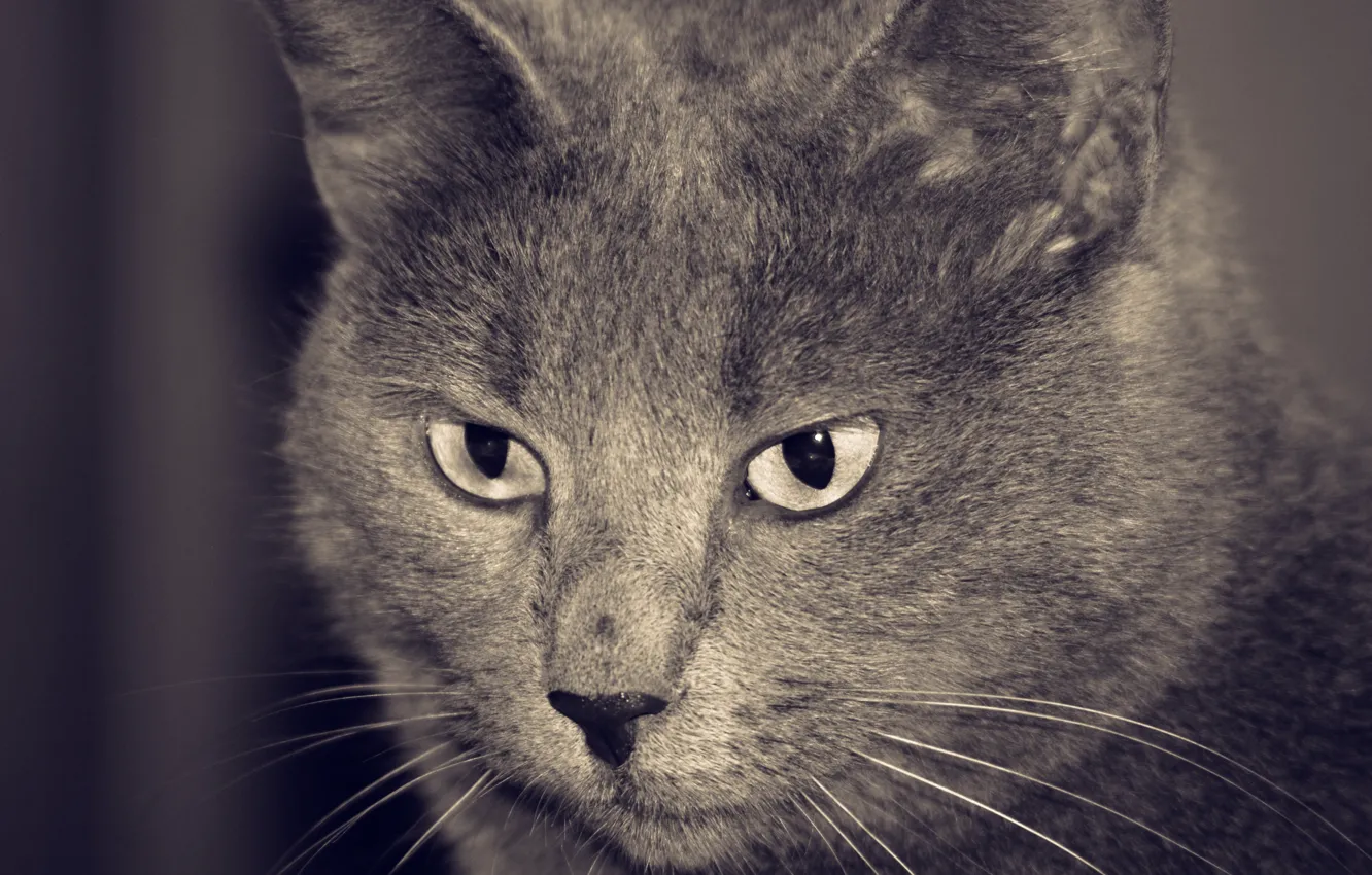 Фото обои cat, rusian blue, grey cat