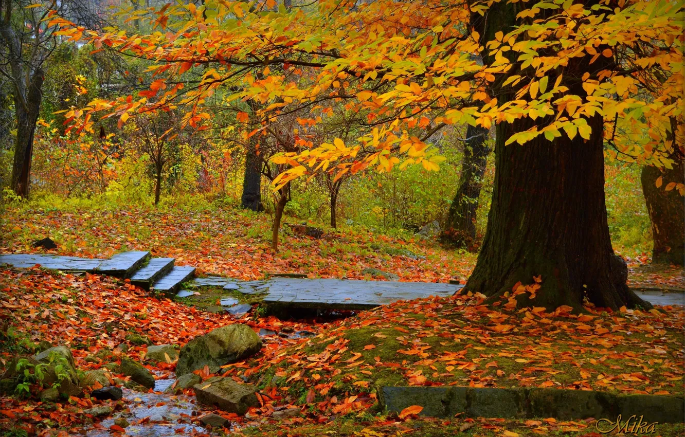 Фото обои Осень, Деревья, Парк, Fall, Листва, Park, Autumn, Trees