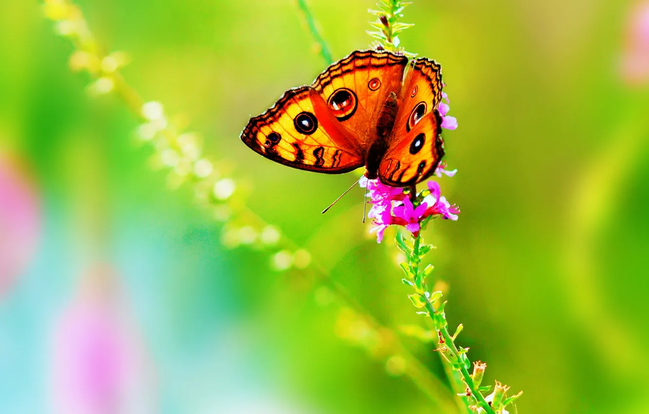 Фото обои цветок, лето, цвета, природа, бабочка, яркие, насекомое