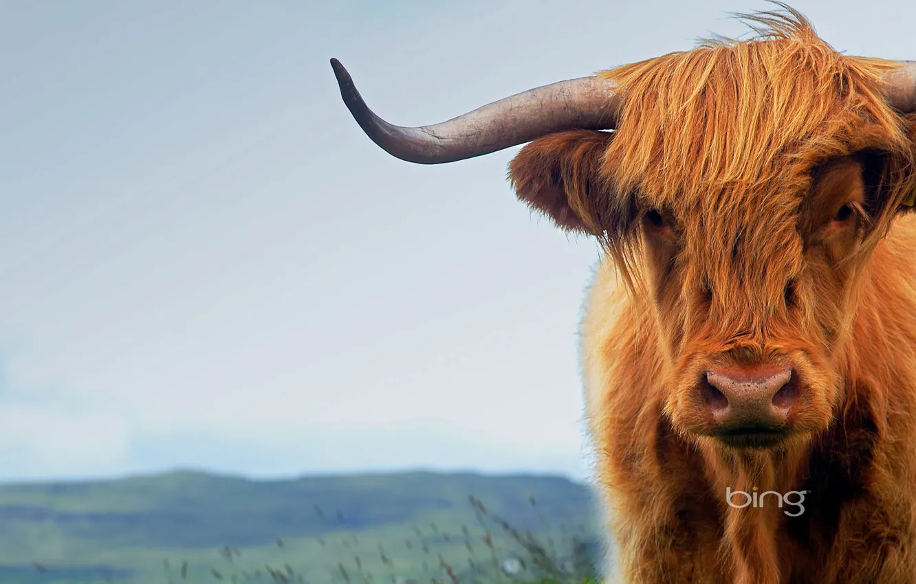 Фото обои корова, Шотландия, рога, остров Скай