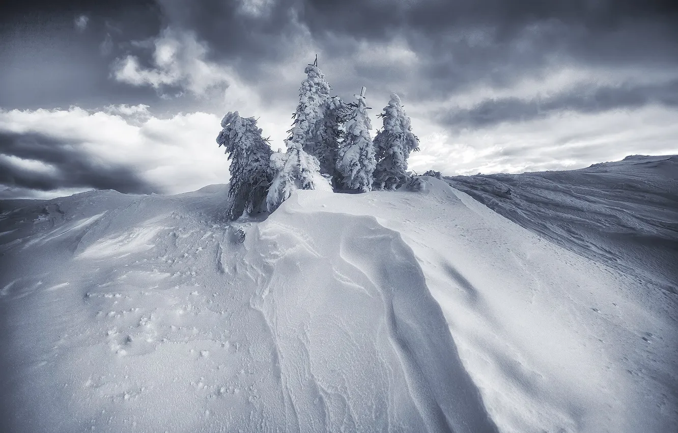 Фото обои снег, сугроб, ёлки