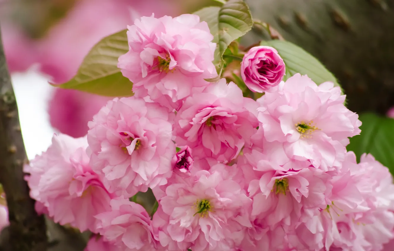 Фото обои цветы, розовый, ветка, весна, blossom, cherry, дикая вишня