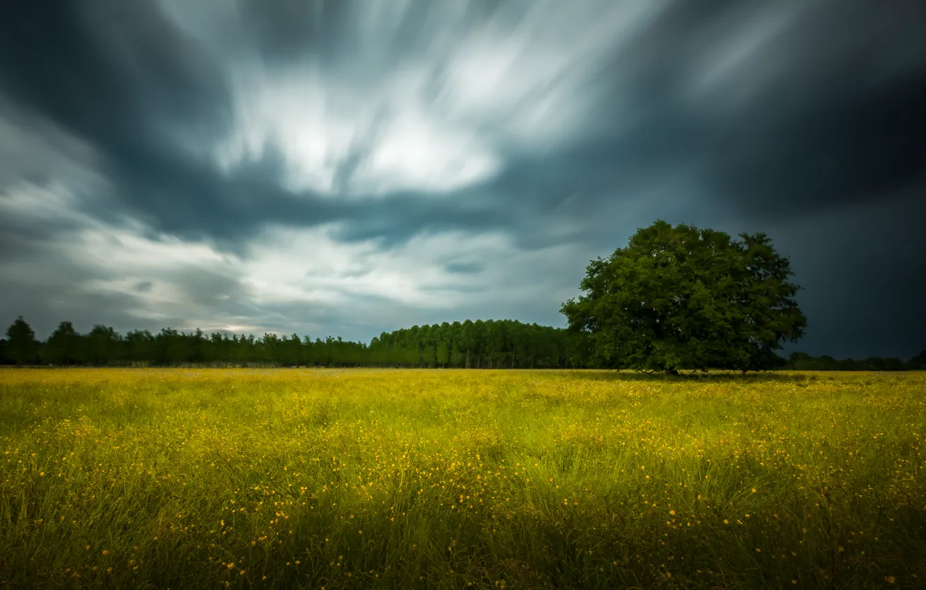 Фото обои storm, forest, clouds, tree, field of flowers