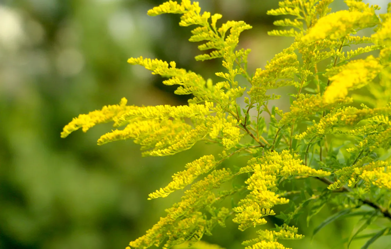 Фото обои flower, yellow, blooming