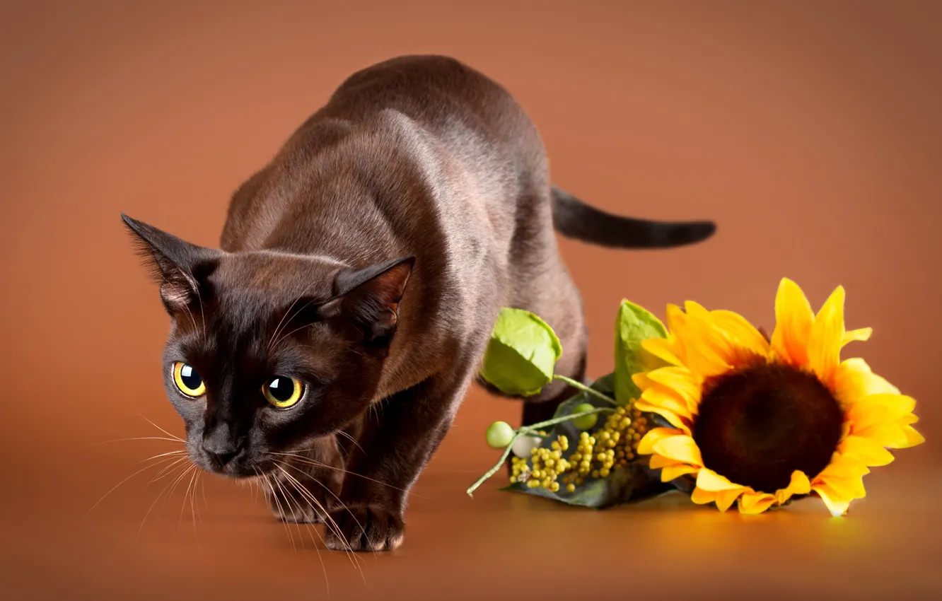 Фото обои кошка, кот, взгляд, поза, подсолнух, коричневый фон, сиамский