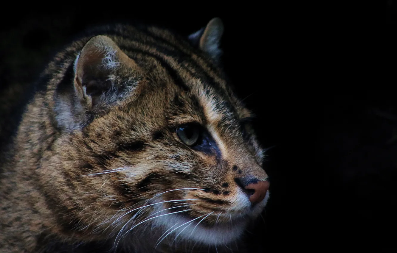 Фото обои хищник, дикая кошка, fishing cat, кот рыболов