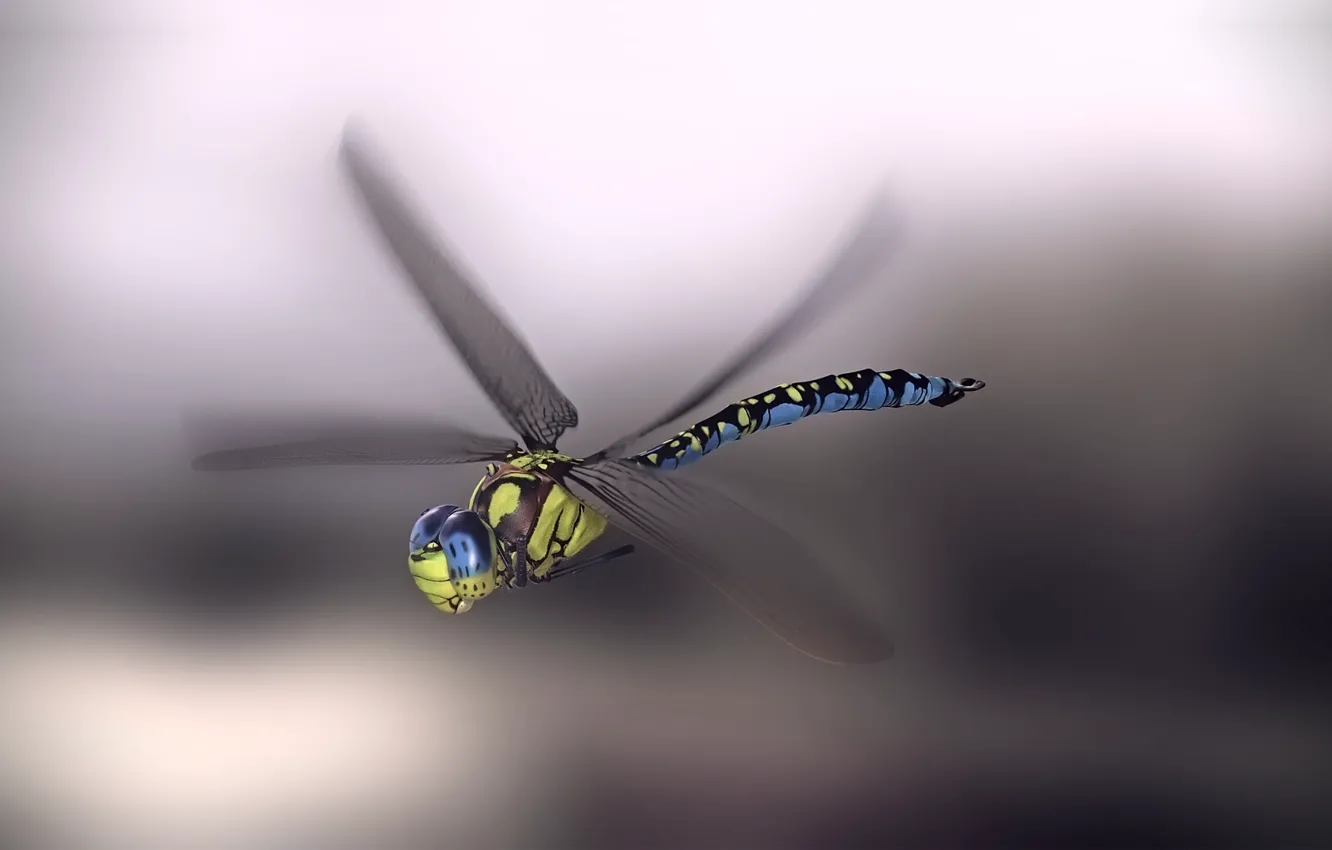 Фото обои стрекоза, арт, monteillard damien, Blue emperor dragonfly