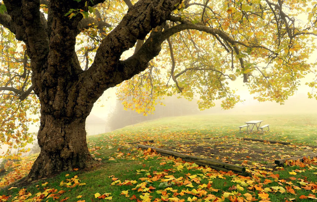 Фото обои осень, туман, парк, дерево
