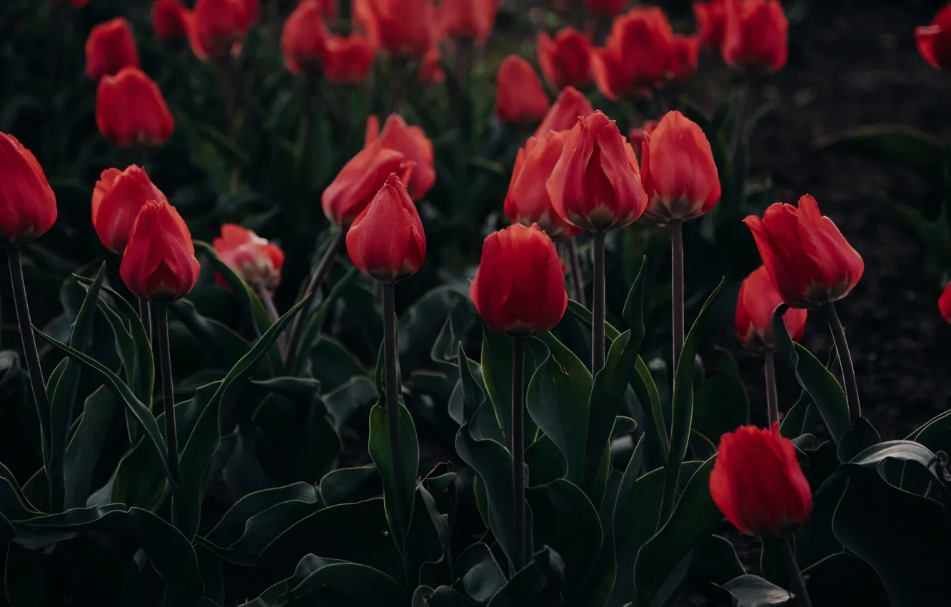 Фото обои red, fields, tulips