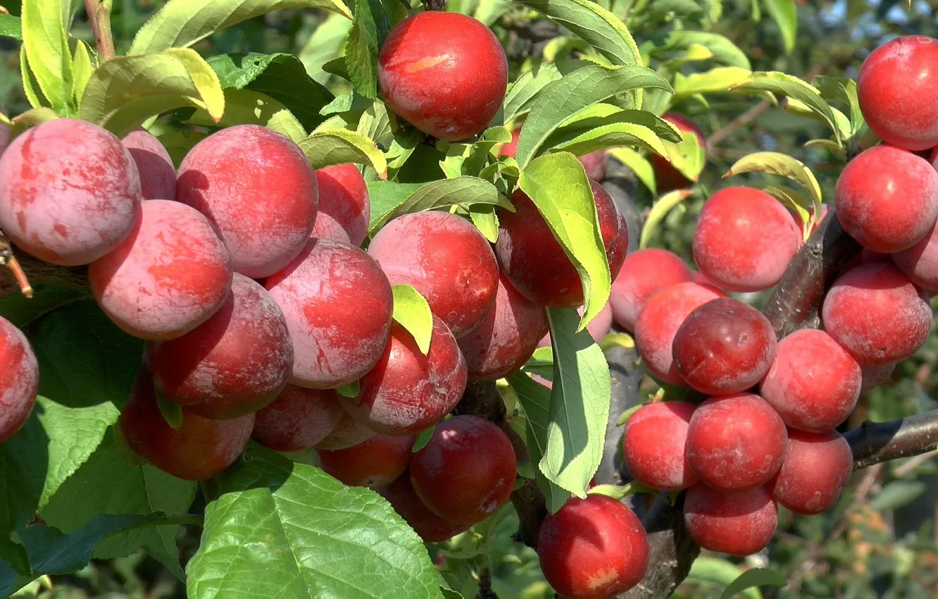 Фото обои лето, сад, слива, Август