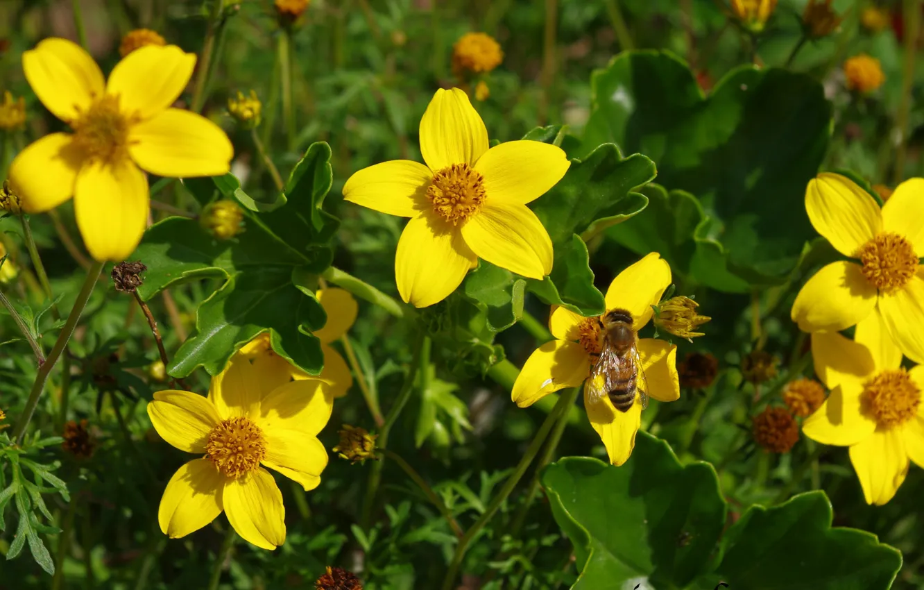 Фото обои Wasp, Желтые цветы, Оса, Yellow flowers