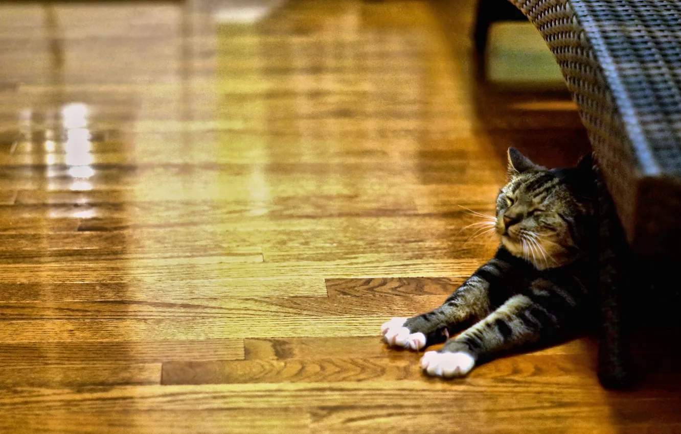 Фото обои cat, animal, lazy