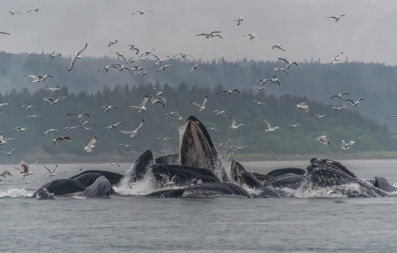 Фото обои туман, дождь, чайки, горбатые киты