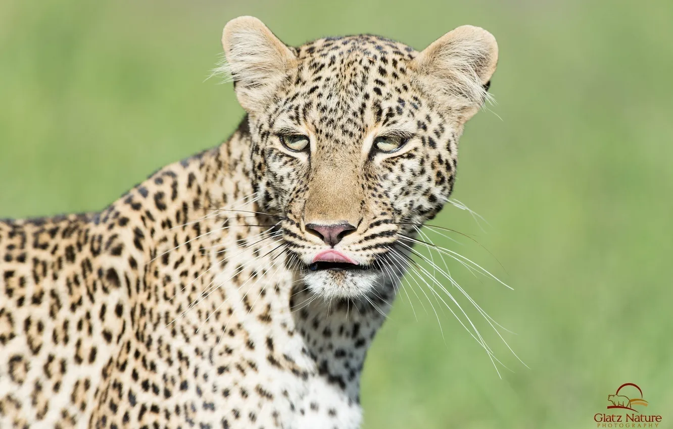 Фото обои язык, морда, хищник, леопард, дикая кошка