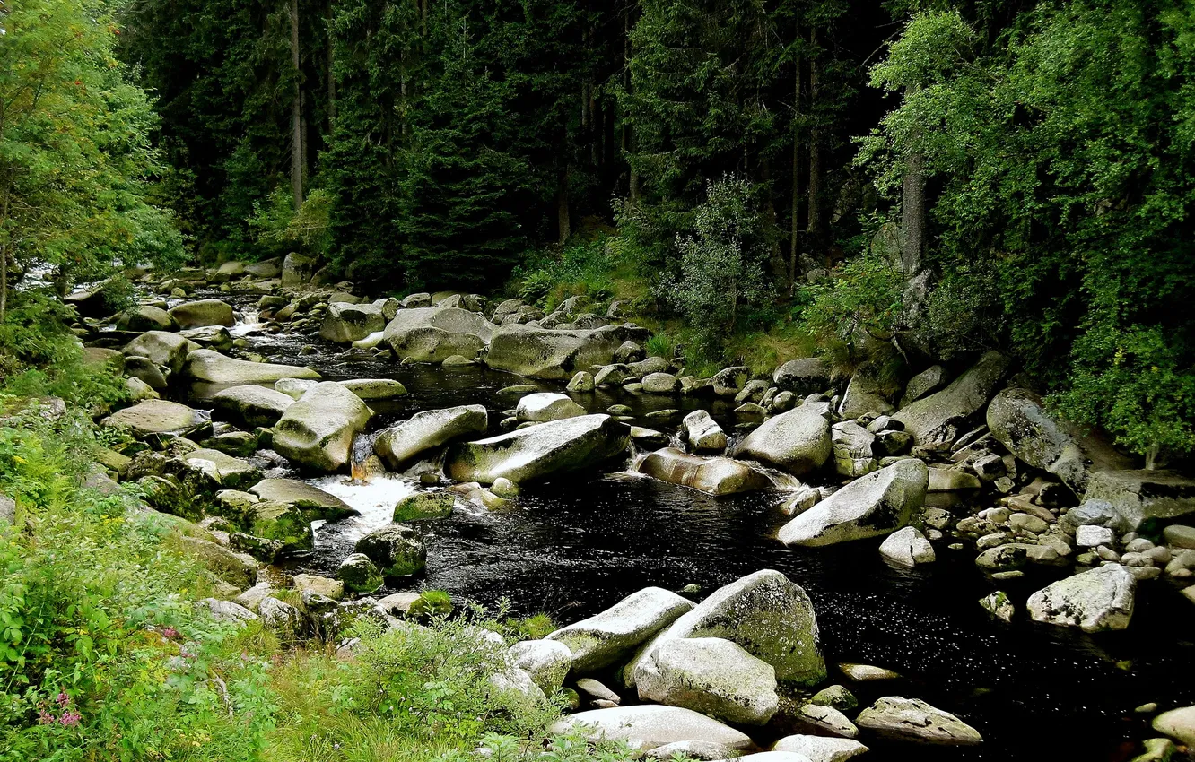 Фото обои лес, лето, река, камни