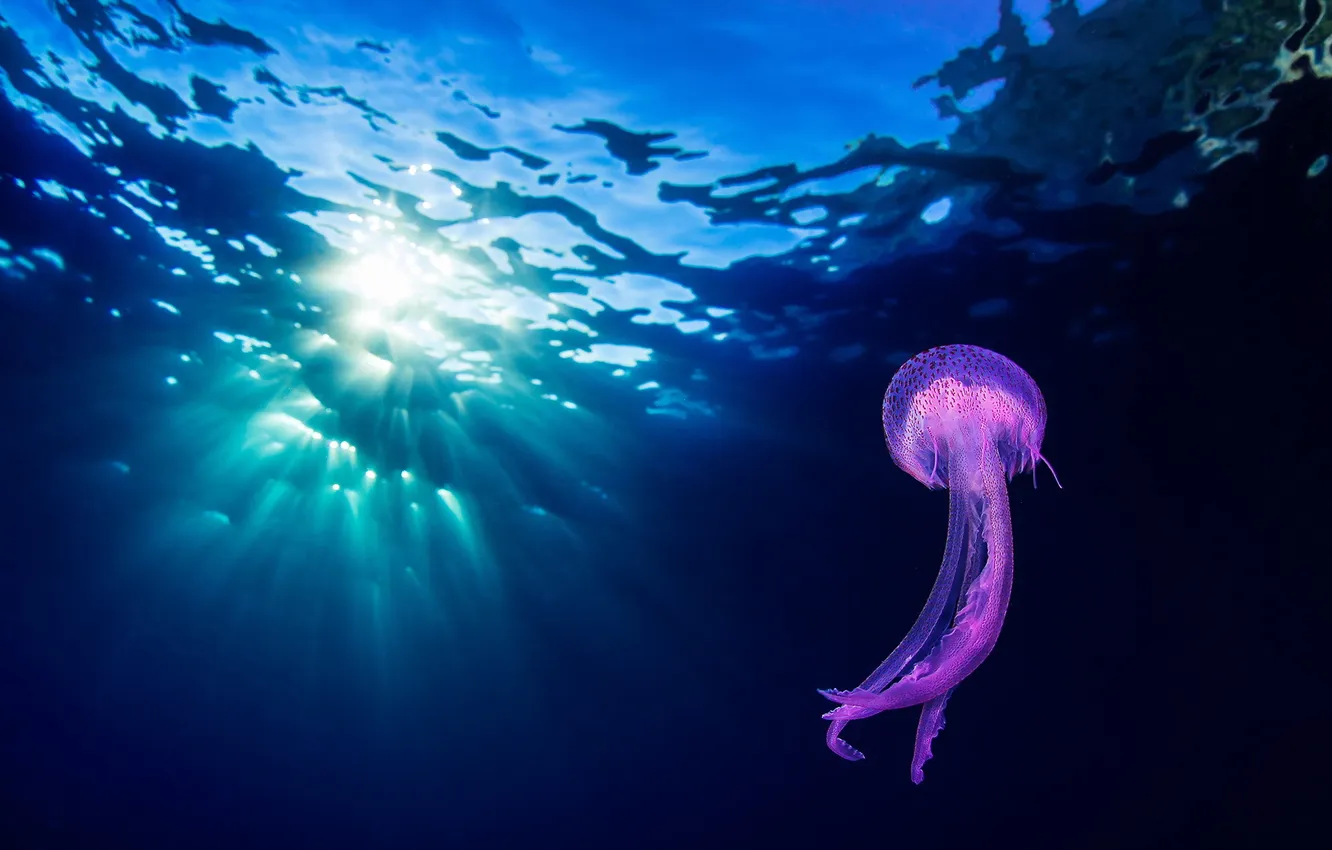Фото обои море, природа, медуза