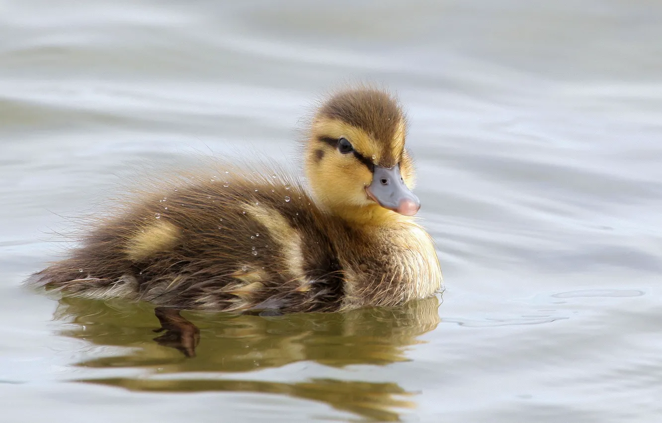 Фото обои природа, птица, утки