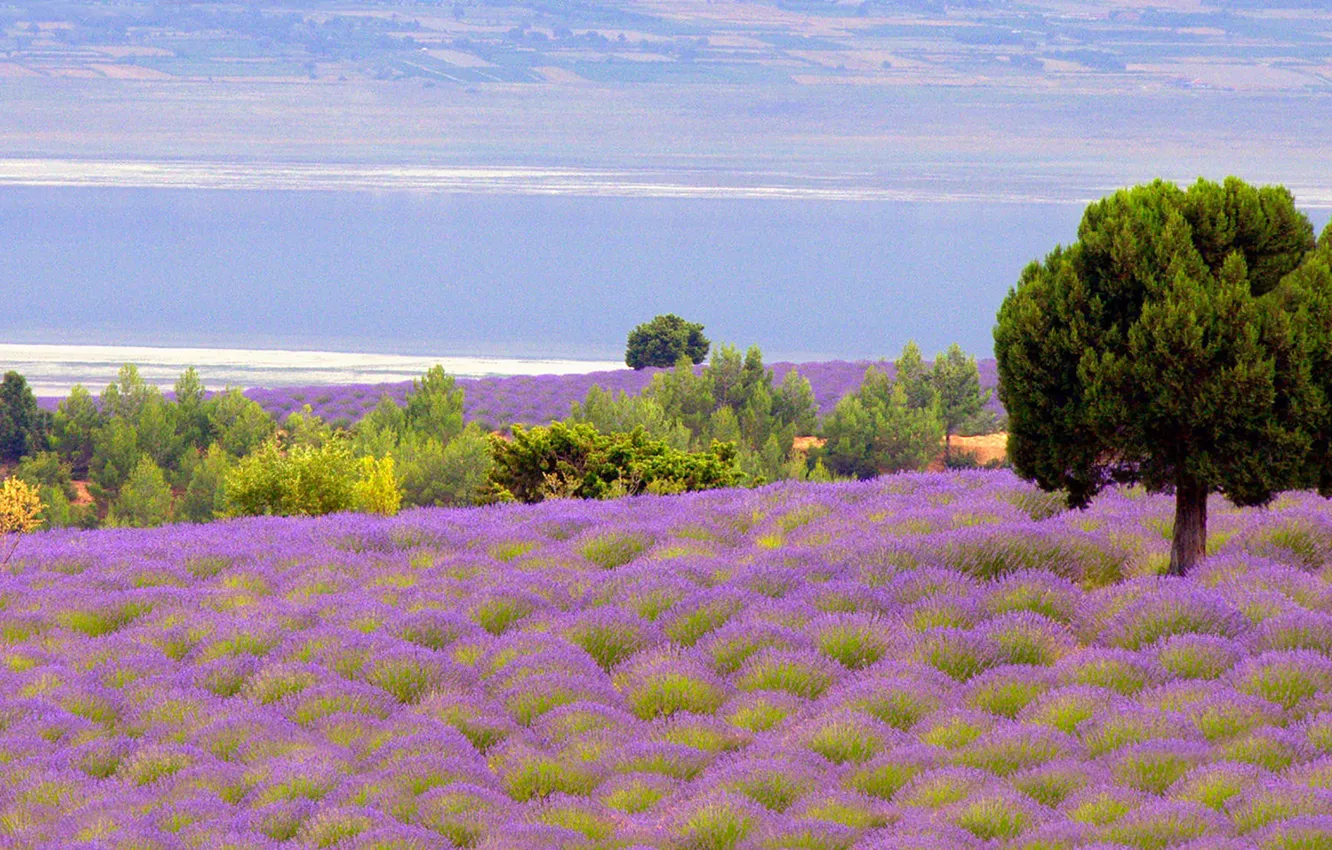 Фото обои trees, flowers, clouds, lavender, horizon, countryside, farm, lavender field