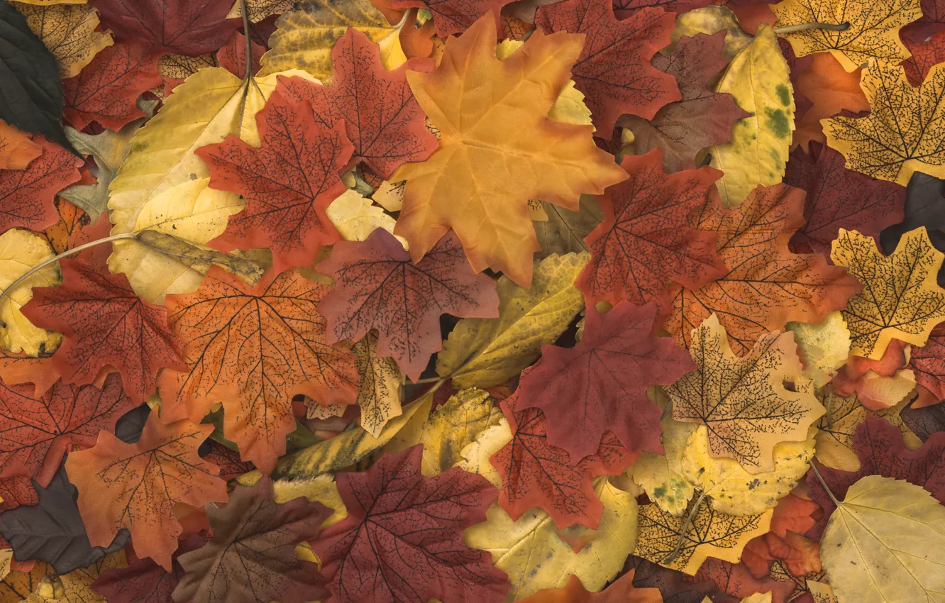 Фото обои осень, листья, фон, colorful, wood, background, autumn, leaves