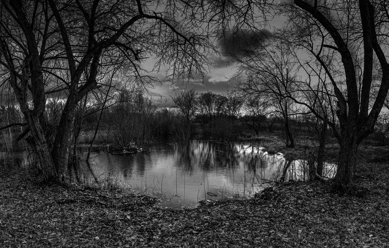 Фото обои деревья, природа, пруд, чёрно-белое, водоём, старый парк, Александр Журавлёв