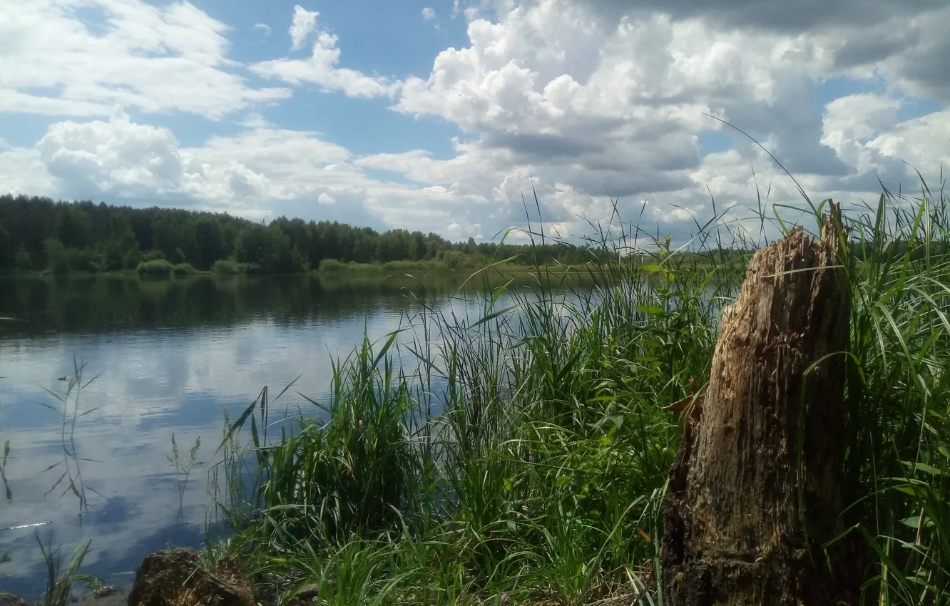 Фото обои лес, лето, небо, трава, вода, облака, озеро, река