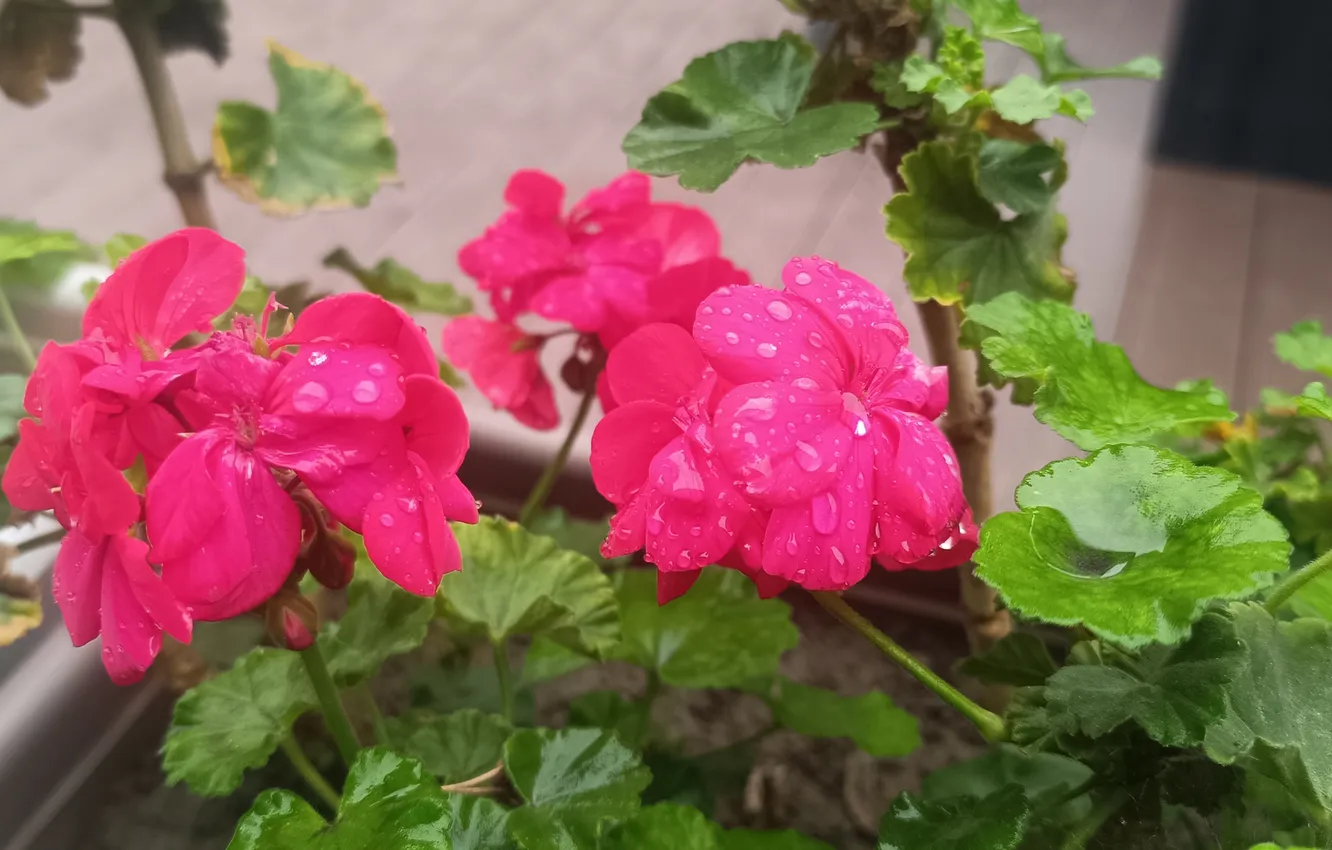 Фото обои Цветочки, Flowers, Drops, Капли дождя