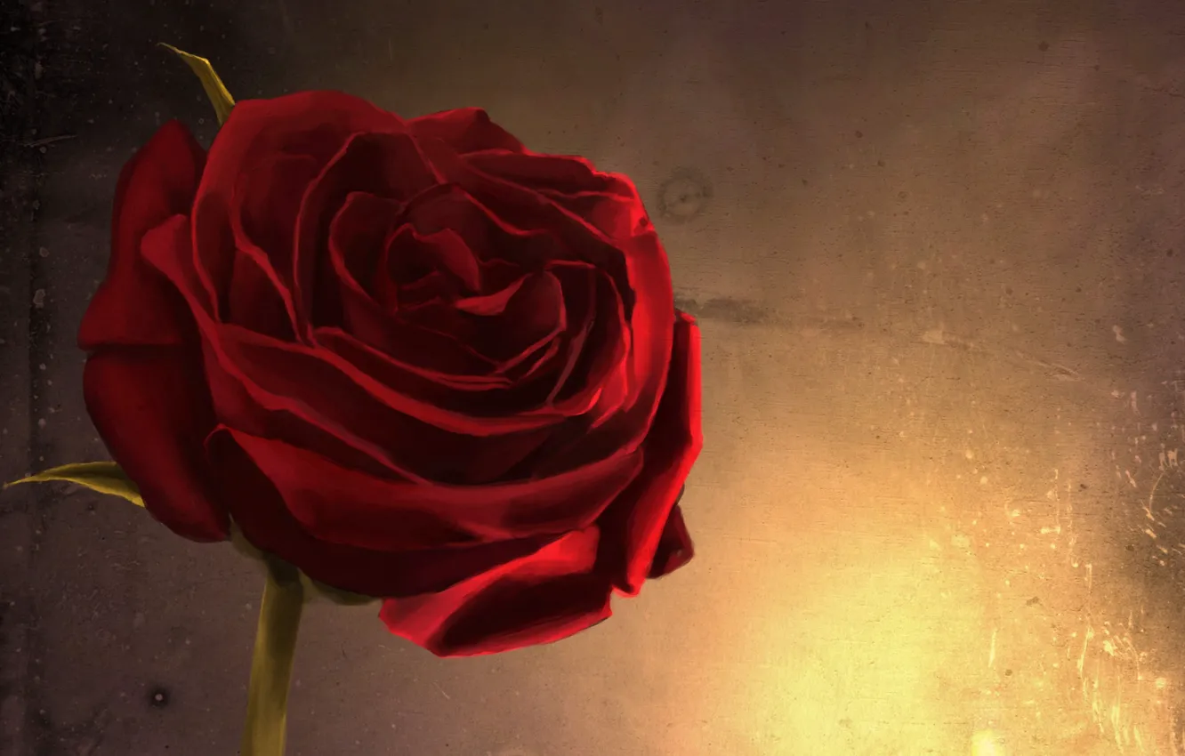 Фото обои цветок, макро, стена, огонь, роза, арт, красная, отсвет