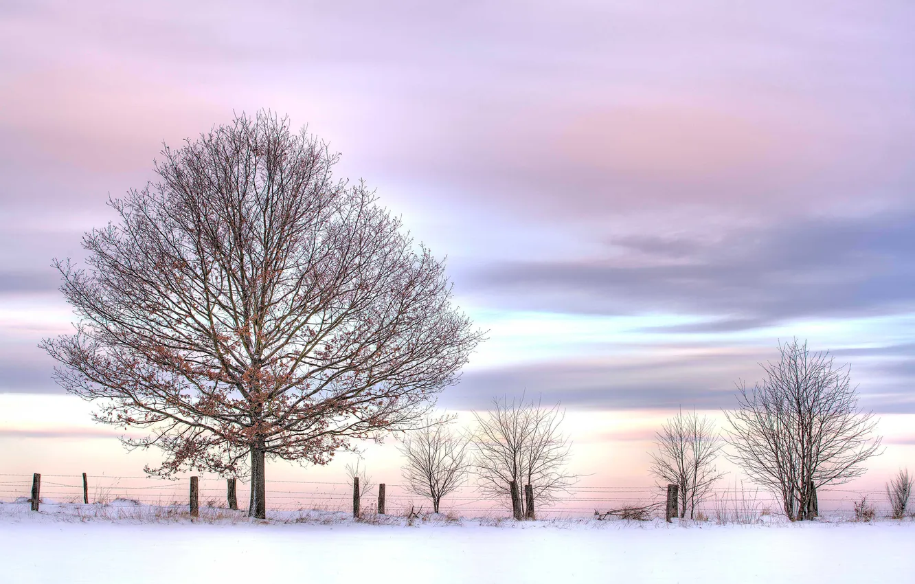 Фото обои зима, небо, снег, дерево, розовое, кусты