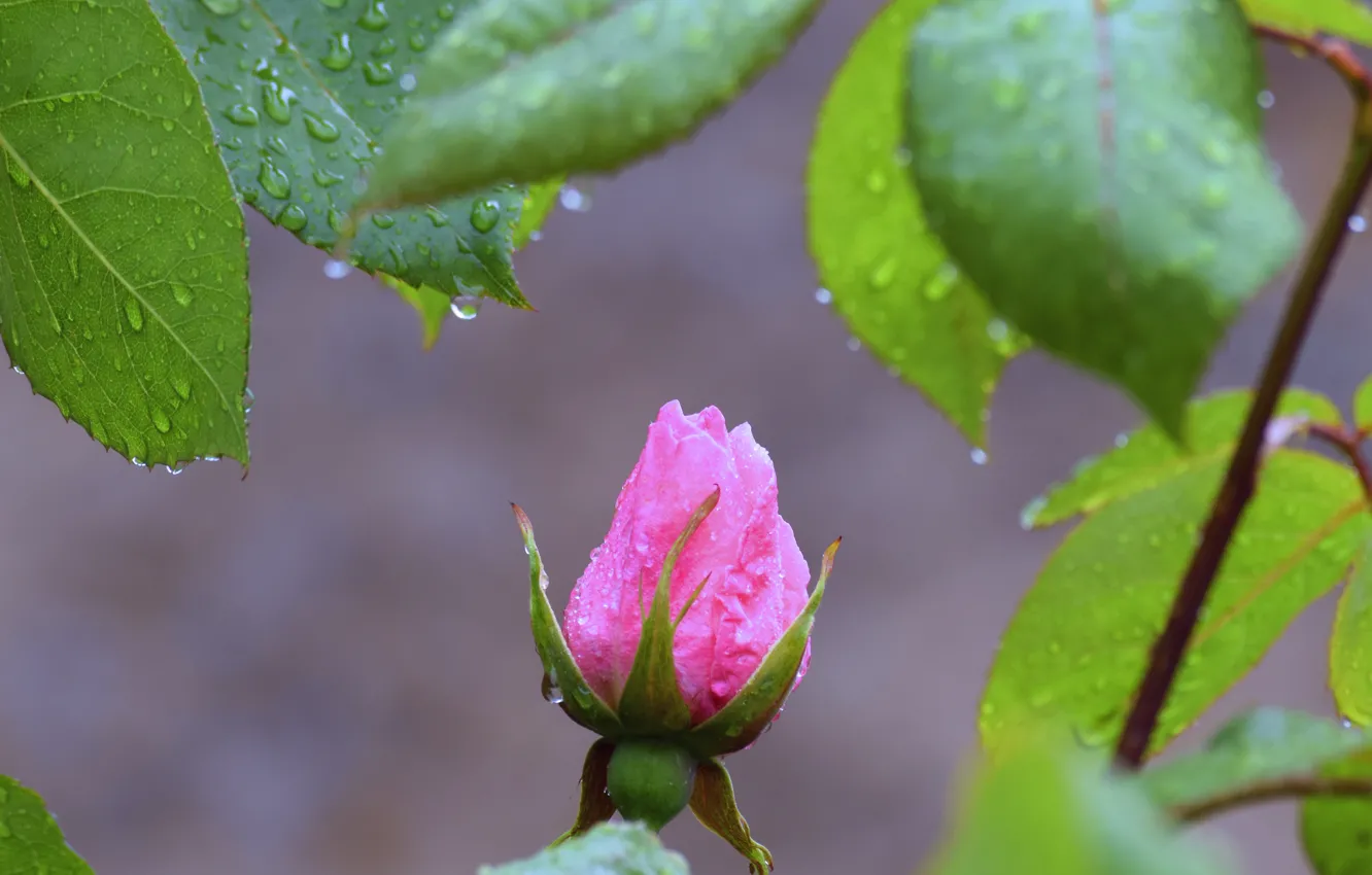 Фото обои листья, капли, макро, роза, бутон, DavidM54