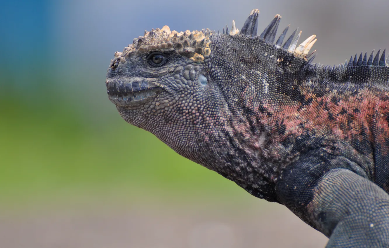 Фото обои игуана, Iguana, reptile