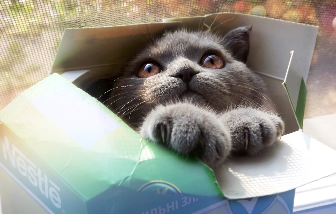 Фото обои глаза, кот, взгляд, морда, серый, коробка, лапы, Кошка