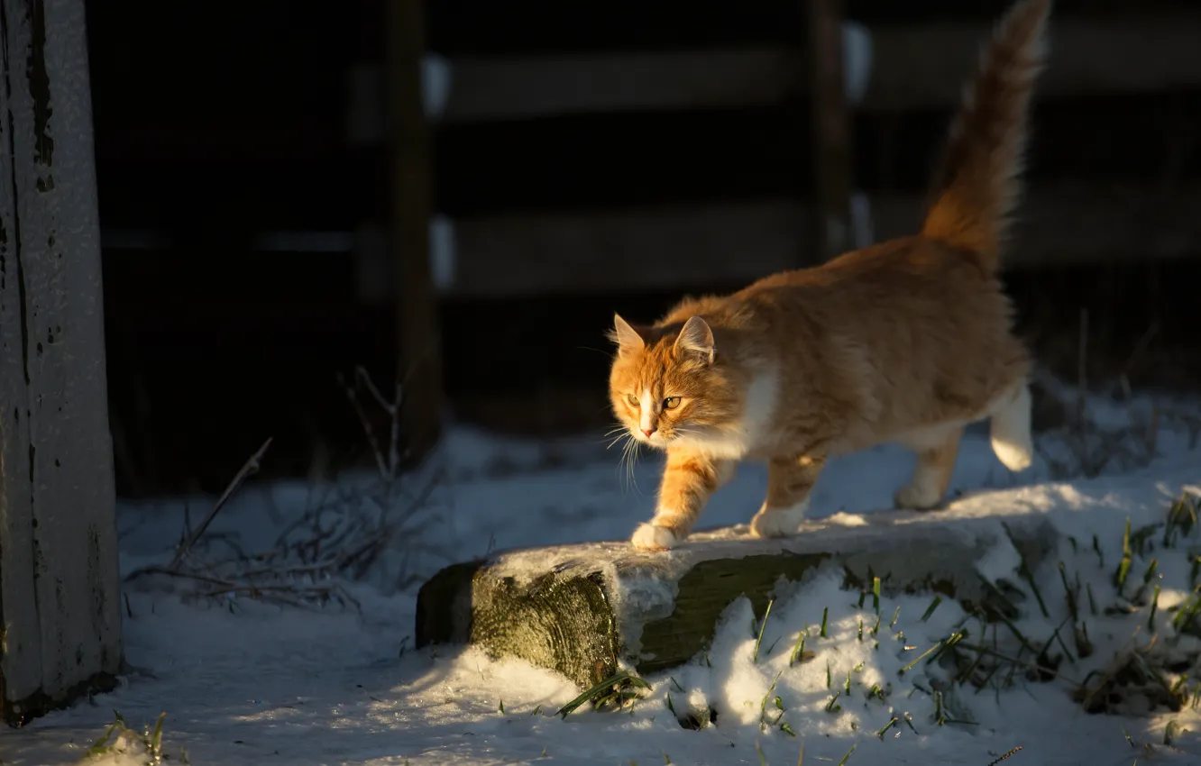 Фото обои зима, кошка, взгляд, снег, поза, котенок, фон, рыжий