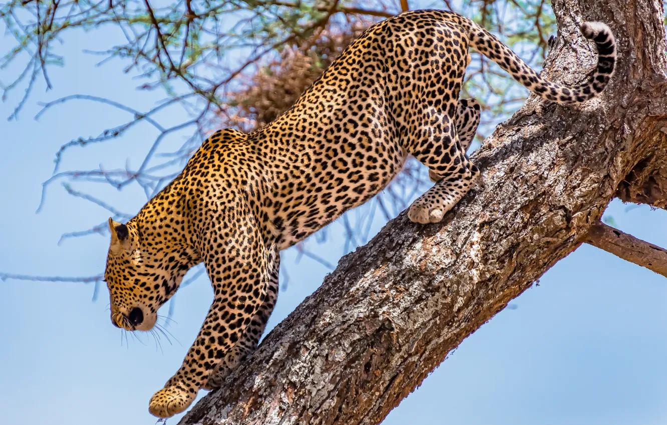 Фото обои деревья, хищник, леопард, большая кошка, Спускается