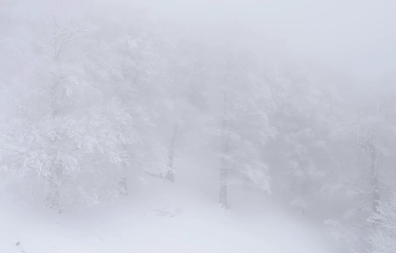 Фото обои лес, снег, туман