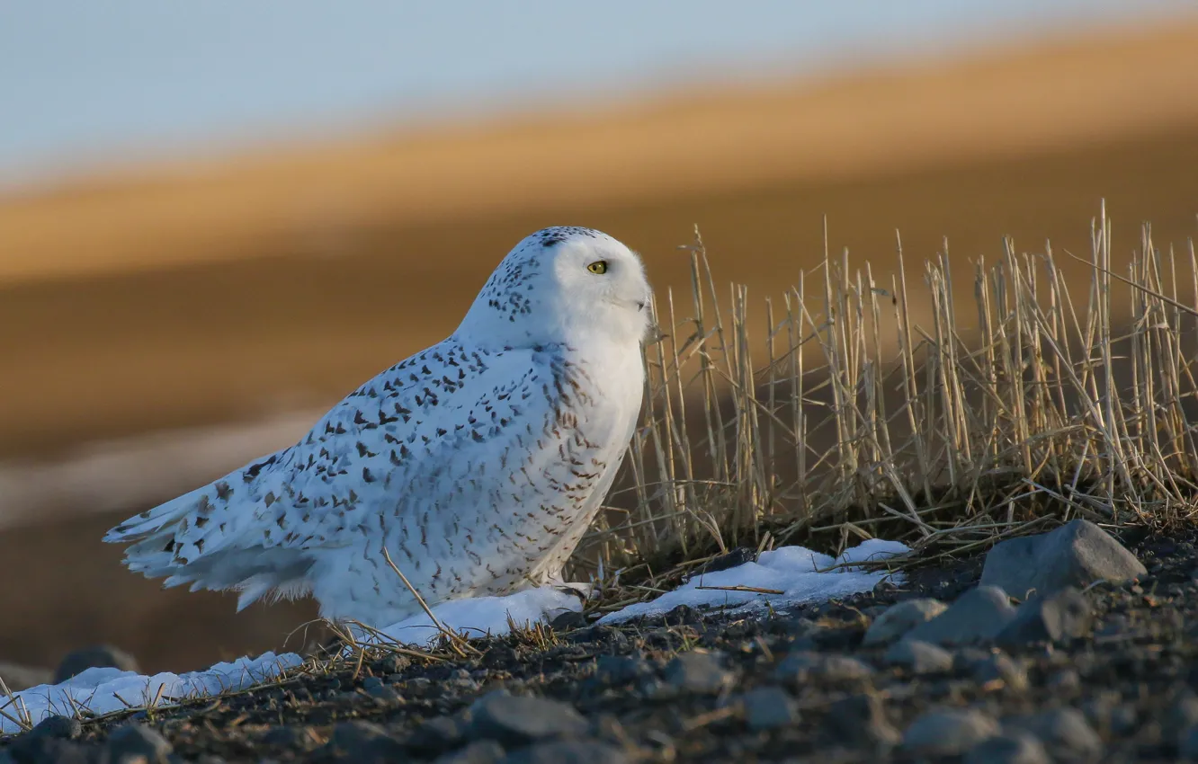 Фото обои снег, природа, сова, птица, белая, сухая трава, полярная сова