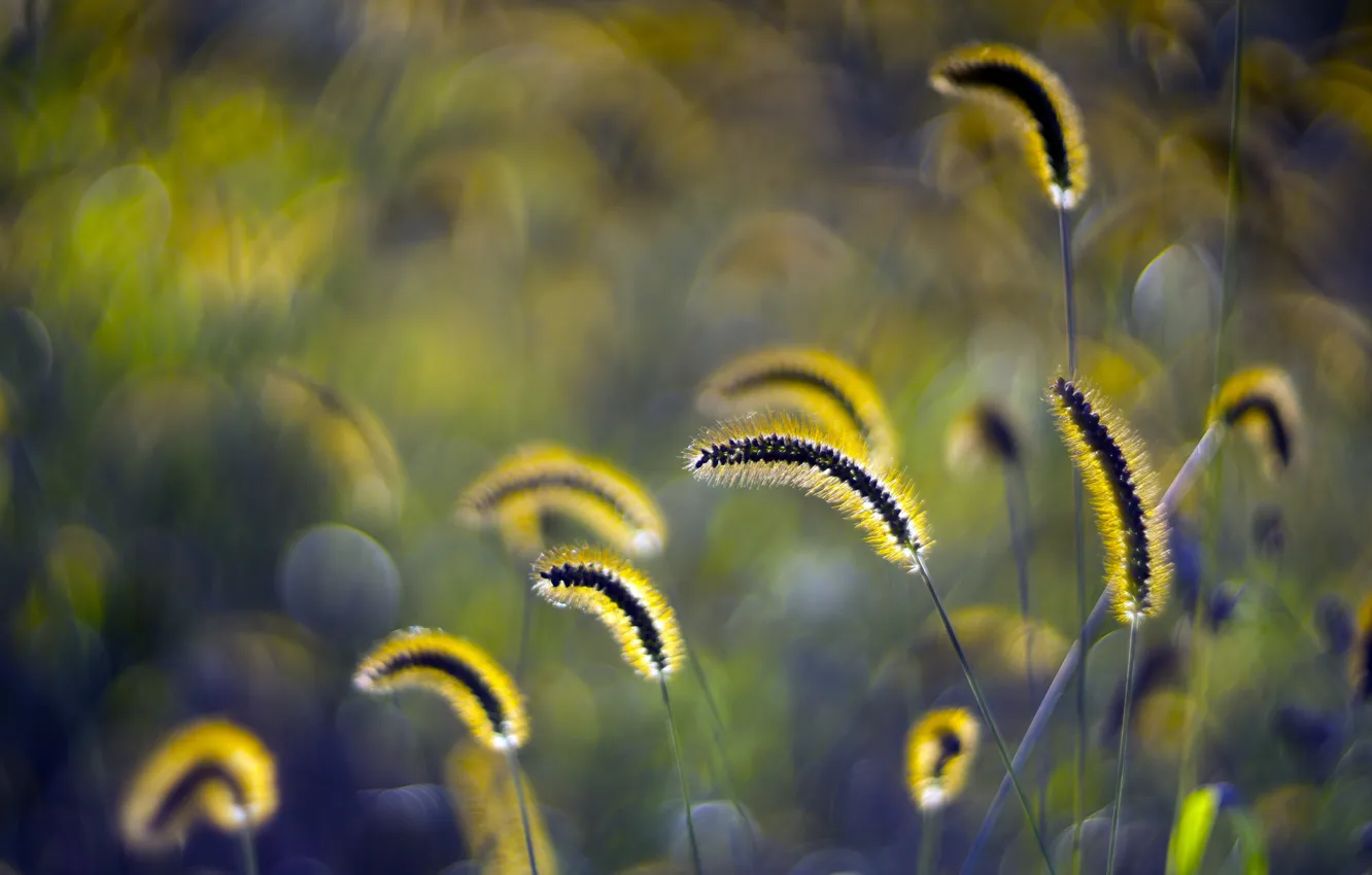 Фото обои трава, закат, блики, колосья