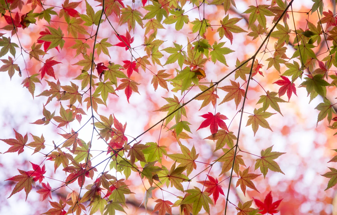 Фото обои осень, листья, ветки, краски