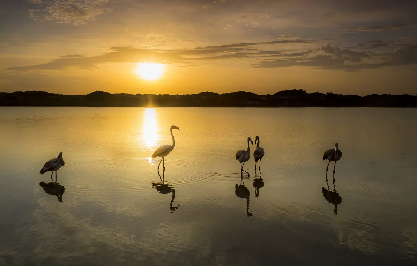 Фото обои закат, птицы, озеро, фламинго