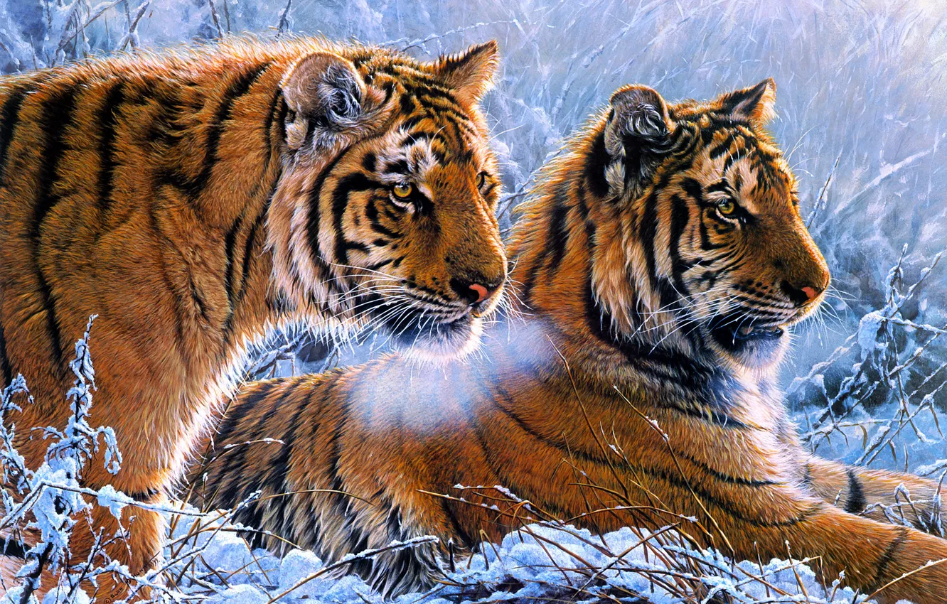 Фото обои холод, зима, иней, взгляд, снег, тигр, картина, арт