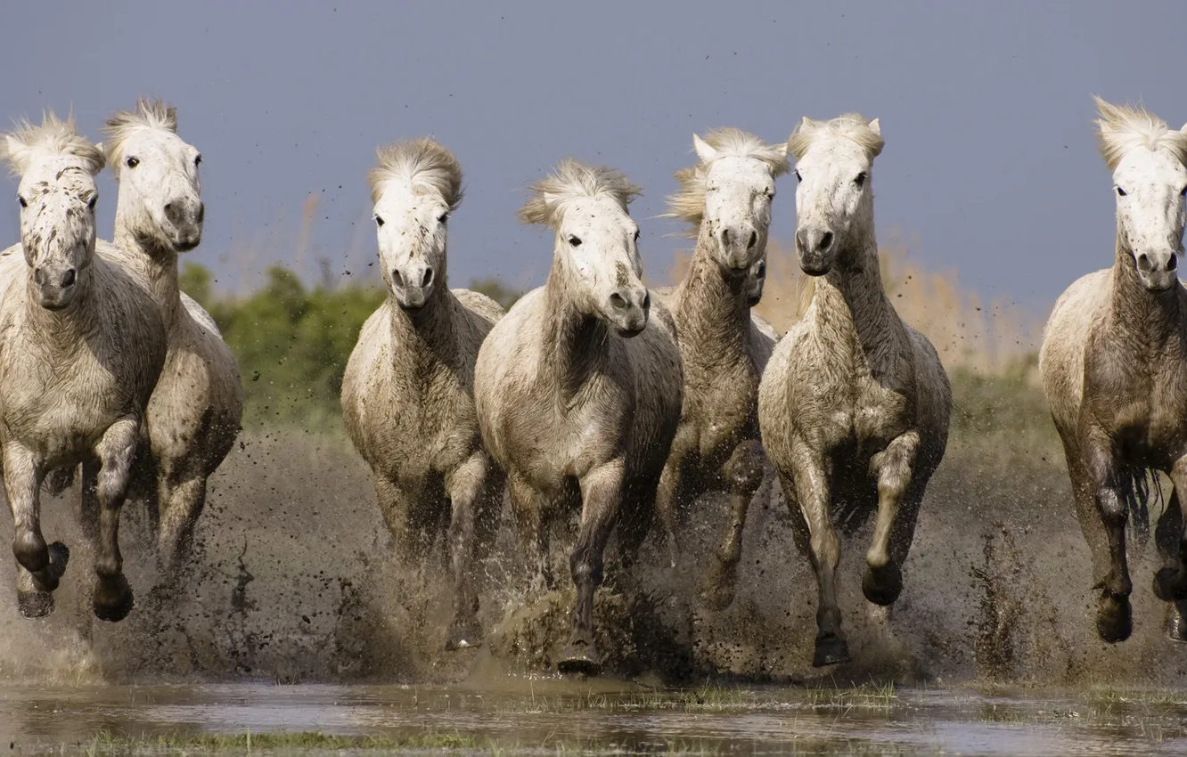 Фото обои вода, кони, лошади, грязь