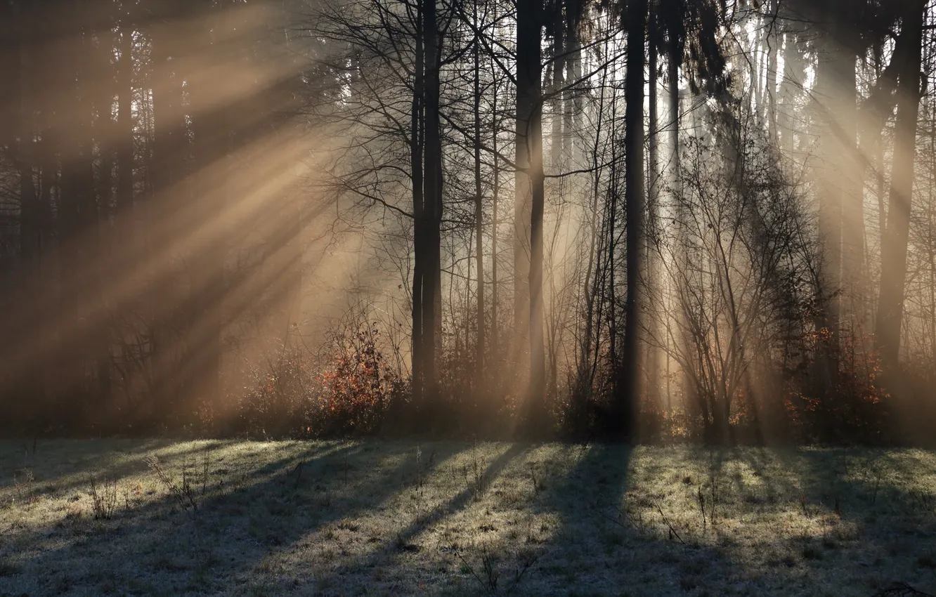 Фото обои свет, деревья, туман, утро