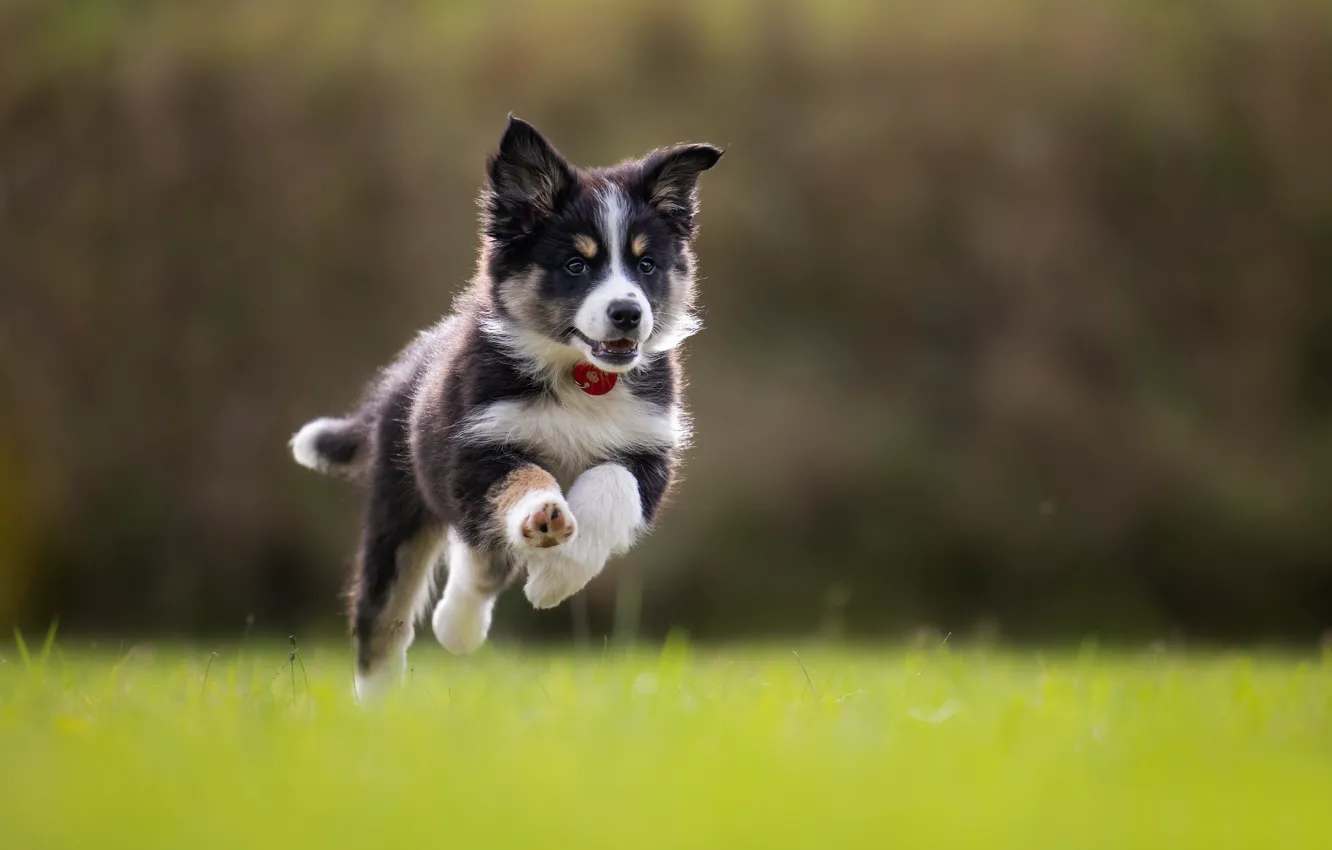 Фото обои трава, собака, бег, щенок, прогулка, боке, Бордер-колли