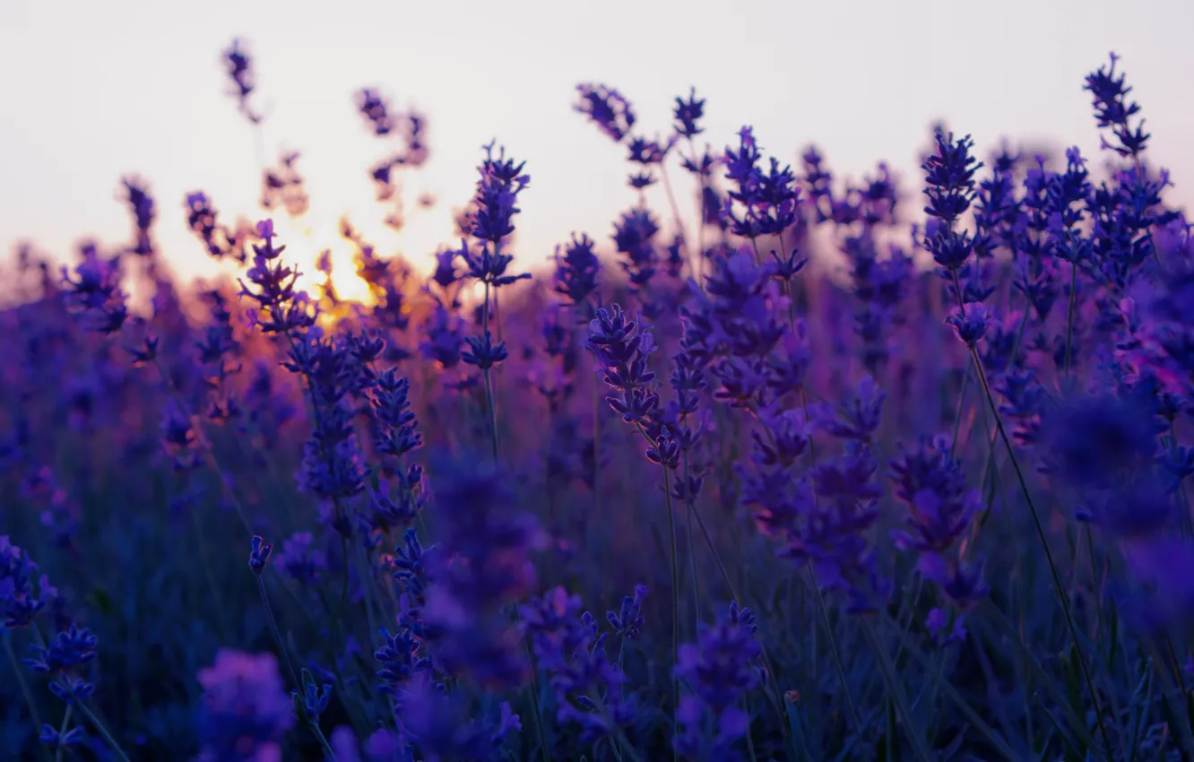 Фото обои закат, sunset, лаванда, lavender