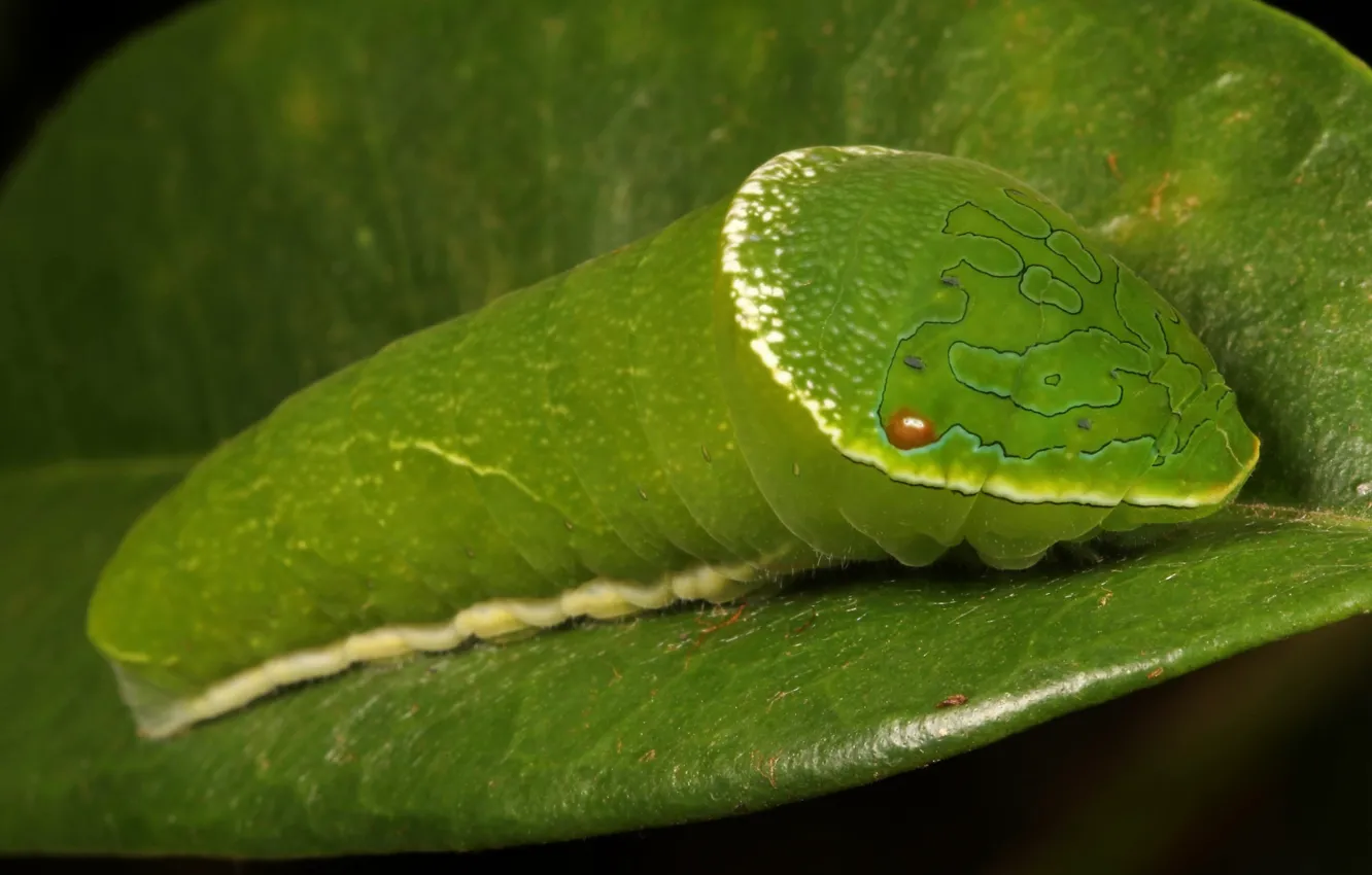 Фото обои листья, гусеница, зеленый