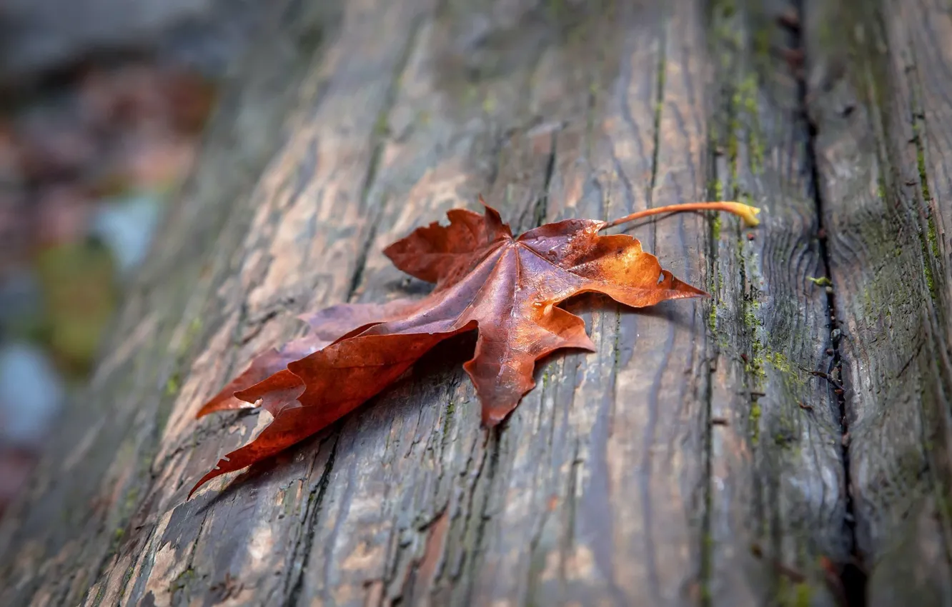 Фото обои осень, макро, лист