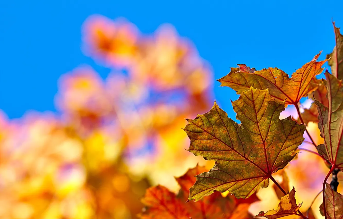 Фото обои осень, небо, листья, краски