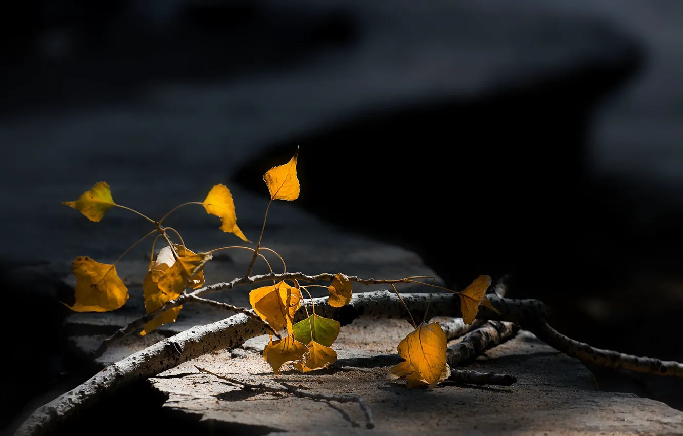 Фото обои ветка, размытый задний фон, осенние листья