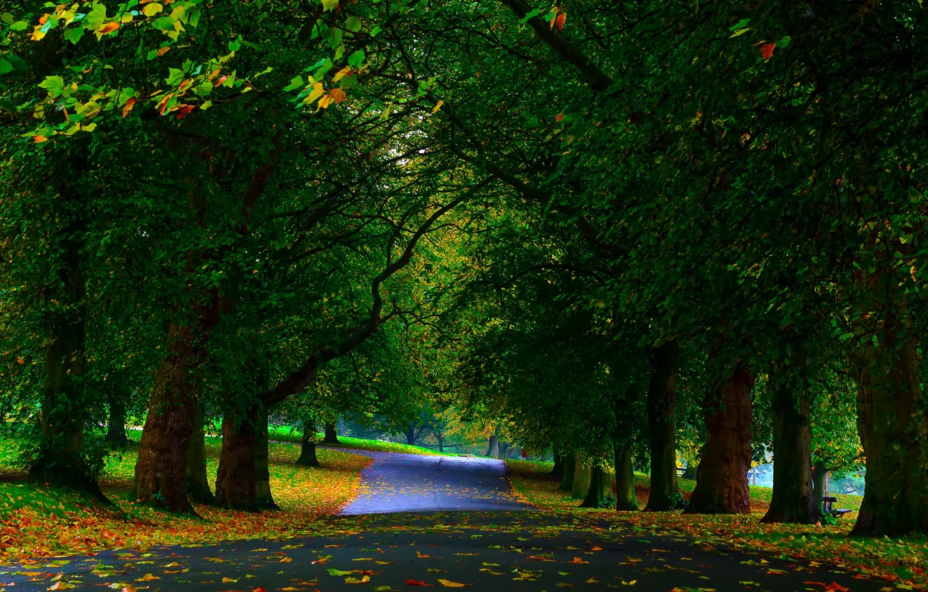 Фото обои зелень, осень, листья, деревья, парк, аллея
